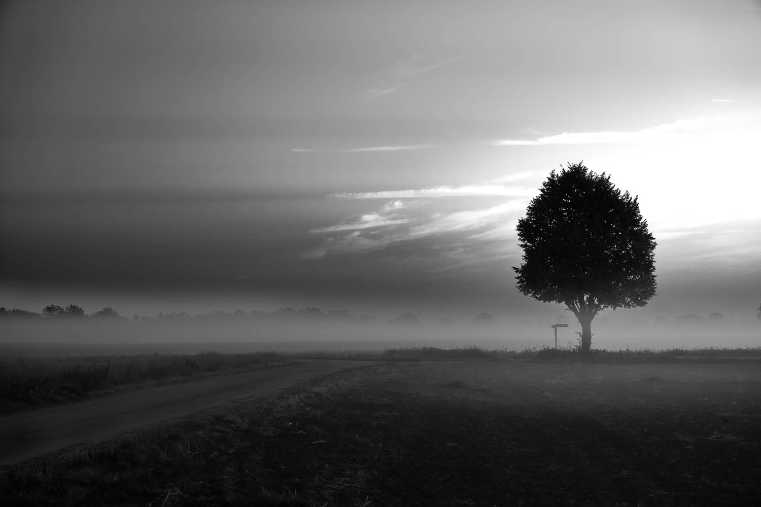 Ein großer Baum steht in etwas Bodennebel auf einem Feld. Der Baum ist nur als Silhouette zu sehen. Das Bild ist sehr düster und schwarz/weiß.