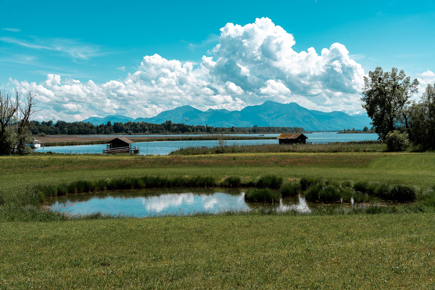 Blick über eine Feuchtwiese mit einem Tümpel über den Chiemsee bis zu den Chiemgauer Alpen.