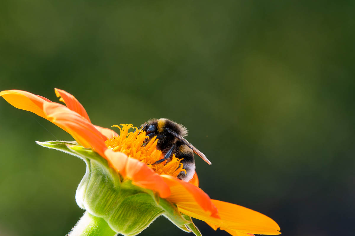 Hummel sitzt auf Blüte