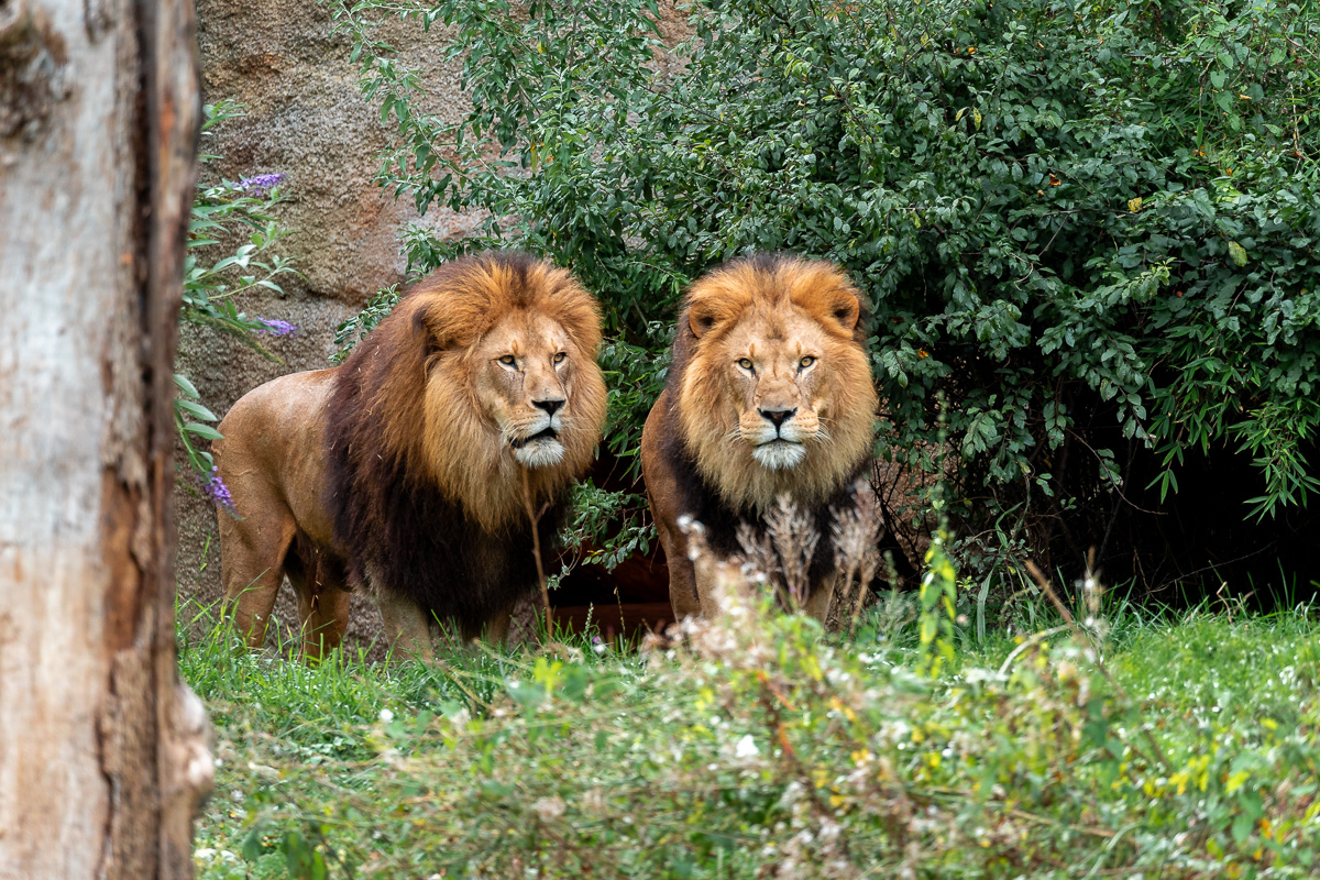 Tierpark Hellabrunn